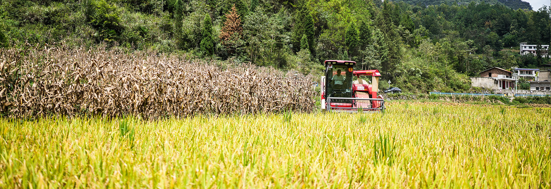 貴州長(zhǎng)順：水稻成熟 開(kāi)鐮收割